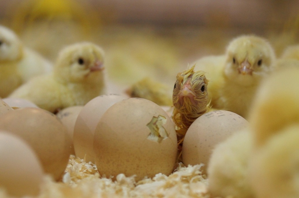 Revolutionizing chick hatching